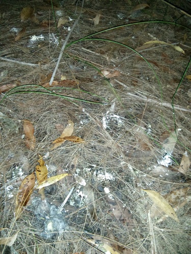 Ninox strenua