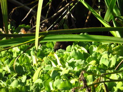 Laterallus melanophaius