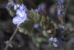 Phacelia tanacetifolia