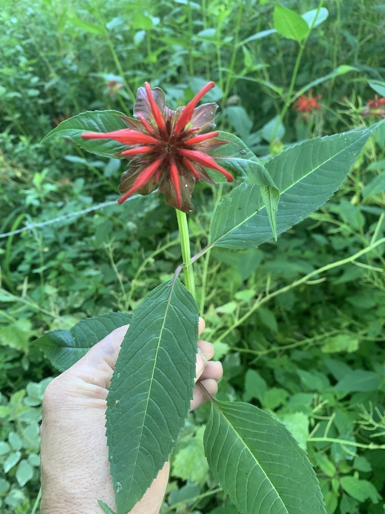 Scarlet Beebalm from S Work St, Falconer, NY, US on July 11, 2023 at 09
