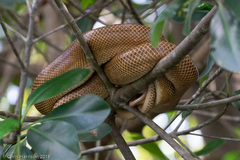 Corallus ruschenbergerii