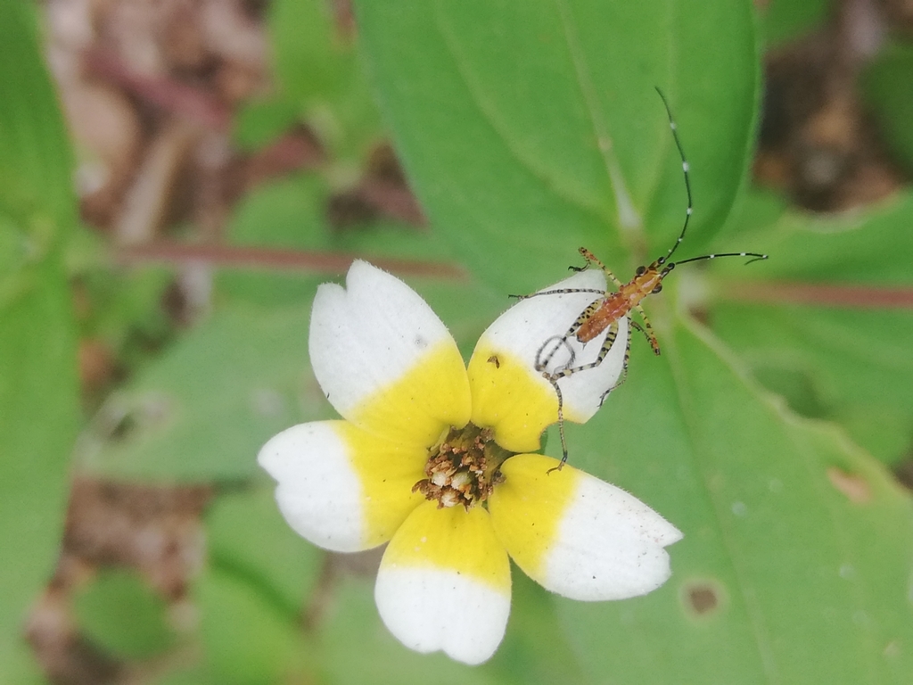 Leafhopper Assassin Bug from 70984 Oax., México on July 11, 2023 at 07: ...