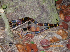 Micrurus tener tener