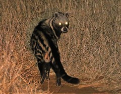 Civettictis civetta australis