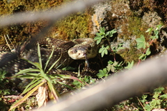 Crotalus molossus nigrescens