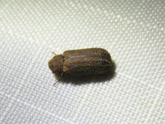Endecatomus dorsalis