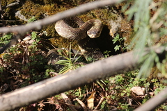 Crotalus molossus nigrescens