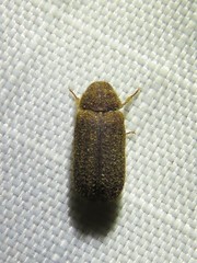 Endecatomus dorsalis