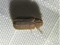 Endecatomus dorsalis
