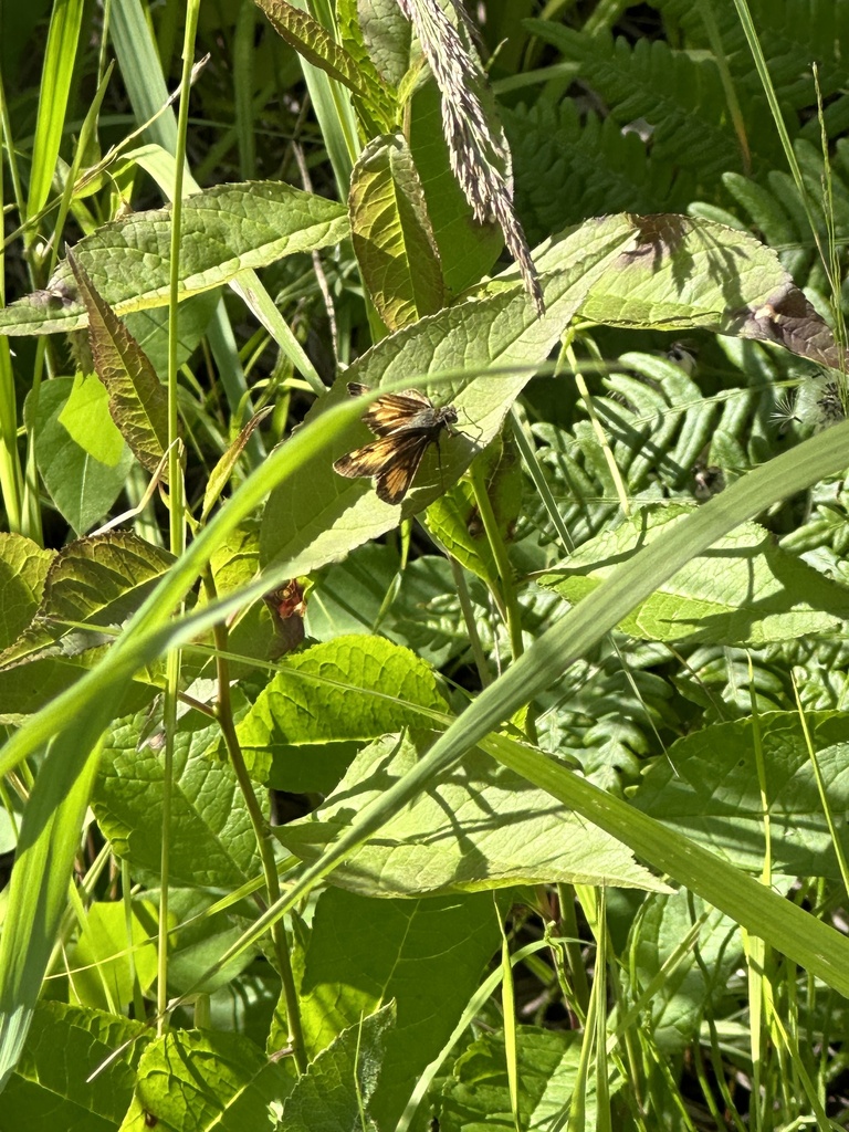 Hobomok Skipper from Brule River State Forest, Brule, WI, US on July 11 ...