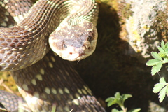 Crotalus molossus nigrescens