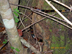 Micrurus tener tener