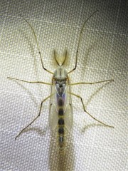 Chironomus plumosus