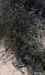 Phacelia tanacetifolia