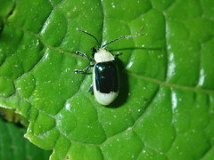 Asphaera boliviensis