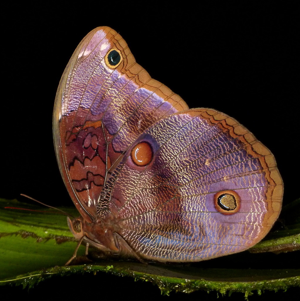 Catoblepia