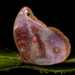 Xanthicles Owl-Butterfly - Photo (c) Andreas Kay, some rights reserved (CC BY-NC-SA)