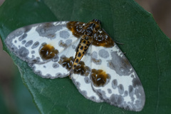 Abraxas amicula-illuminata