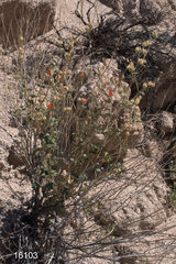 Sphaeralcea ambigua rugosa