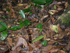 Micrurus tener tener