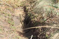 Crotalus molossus nigrescens