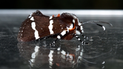 Hecatesia fenestrata