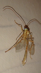 Enicospilus guatemalensis