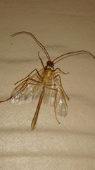 Enicospilus guatemalensis