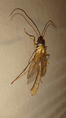Enicospilus guatemalensis