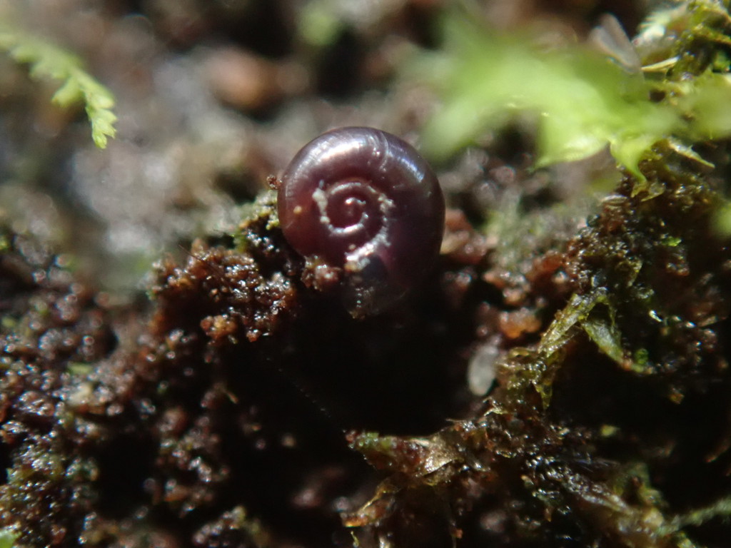 Drepanostomella