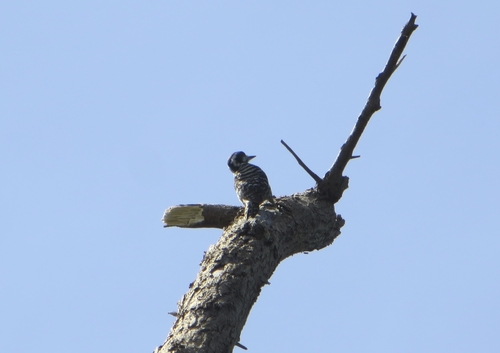 Philippine Pygmy Woodpecker (Yungipicus maculatus), photo 3