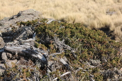 Juniperus monticola