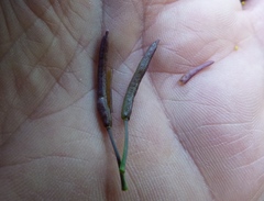 Nasturtium microphyllum