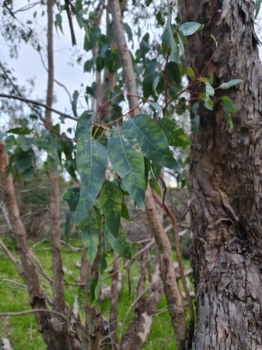 Image of Eucalyptus rudis by (c) Belinda Forbes, some rights reserved (CC BY)