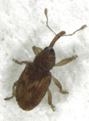 Peristoreus fulvus