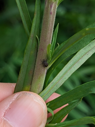 Toadflax Seed Weevil photo 5
