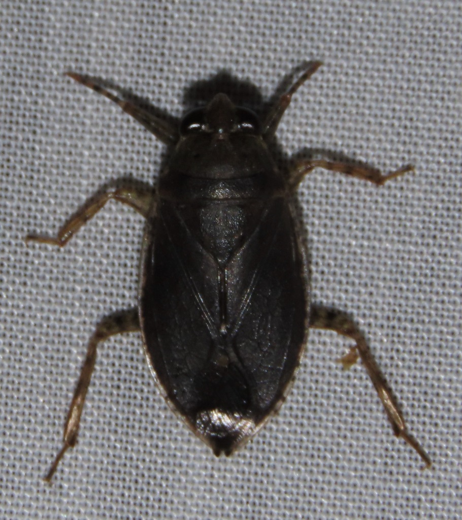 Belostoma from Alta Floresta State of Mato Grosso, 78580000, Brazil