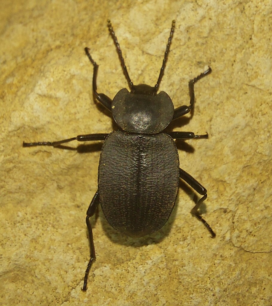 Embaphion contractum
