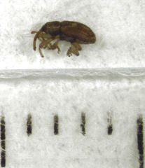 Peristoreus fulvus