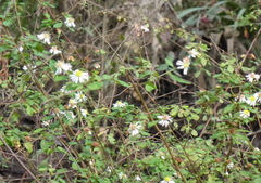Symphyotrichum simmondsii