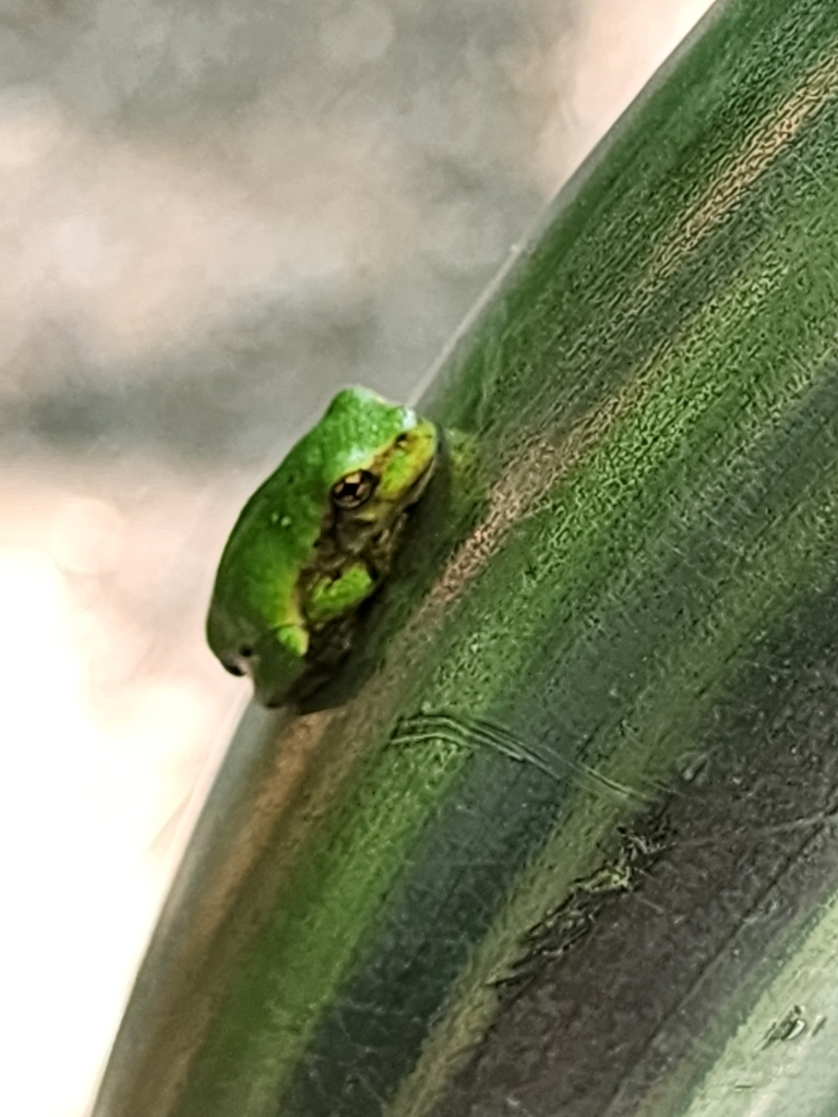 Gray Treefrog Species Complex from Dayton, MN, USA on July 11, 2023 at ...