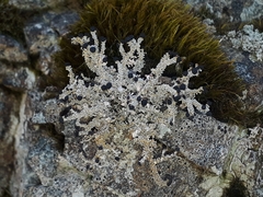 Stereocaulon colensoi