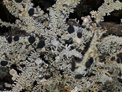 Stereocaulon colensoi