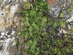 Hymenophyllum minimum
