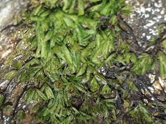 Hymenophyllum minimum
