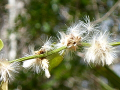 Baccharis glomeruliflora