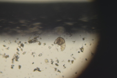 Dissotrocha macrostyla