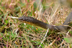 Thamnophis melanogaster