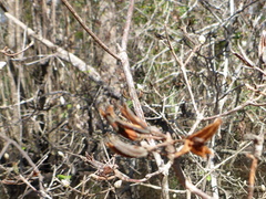 Rhododendron canescens