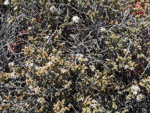 Image of Frankenia palmeri by (c) sdash, some rights reserved (CC BY)